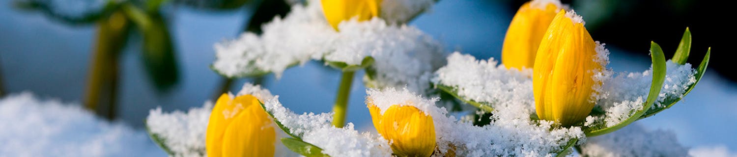 Trädgården i februari Det här ska du göra i trädgården i februari